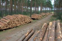 Sprzedaż drewna i produktów niedrzewnych