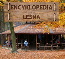 Encyklopedia Leśna ORWLP