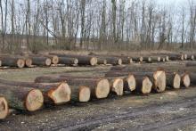 Jak odbywa się sprzedaż najcenniejszego drewna ?